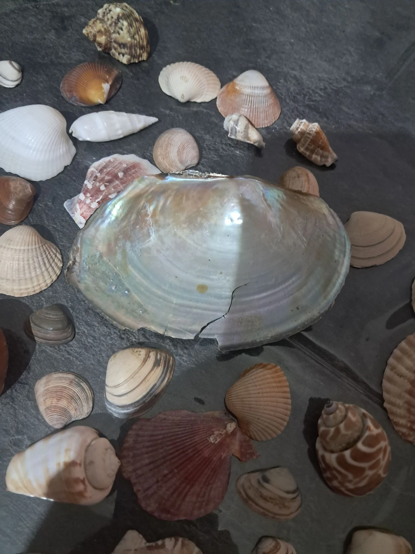 Batch of shells – photo 5